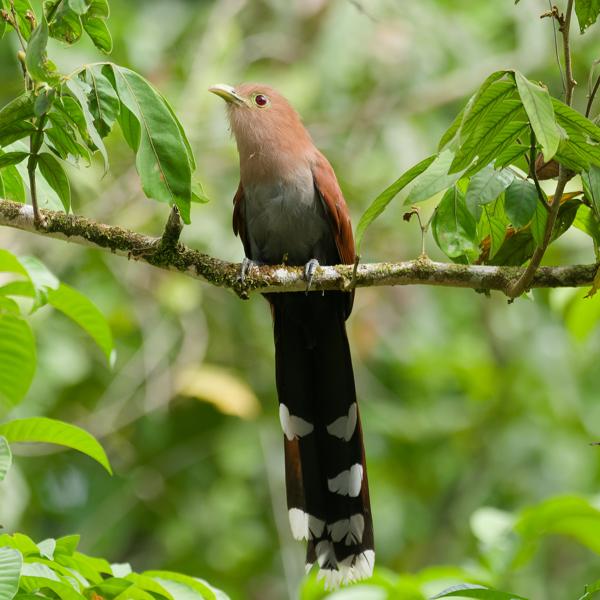 <h3><a href="/trips/costa-rica/biota/animalia/chordata/aves/030 cuculiformes/001 cuculidae/piaya cayana/piaya cayana-nl.html">Piaya&nbsp;cayana</a> / Squirrel&nbsp;cuckoo / Eekhoornkoekoek</h3>OM-1 Mark II met M.300mm F4.0 + MC-14, 1/2000 sec  bij F5.6, ISO 2500, afstand 20.6&nbsp;m